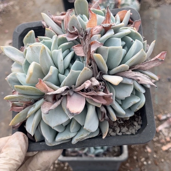 @***迷雪特一颗小群140盆一颗