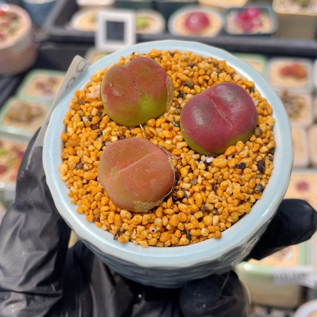 无花朵8894-一物一拍 带盆