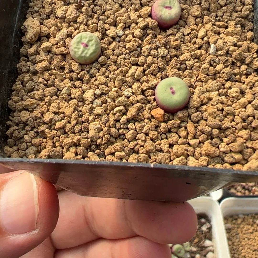 ✧****?14-88肉锥多肉植物，