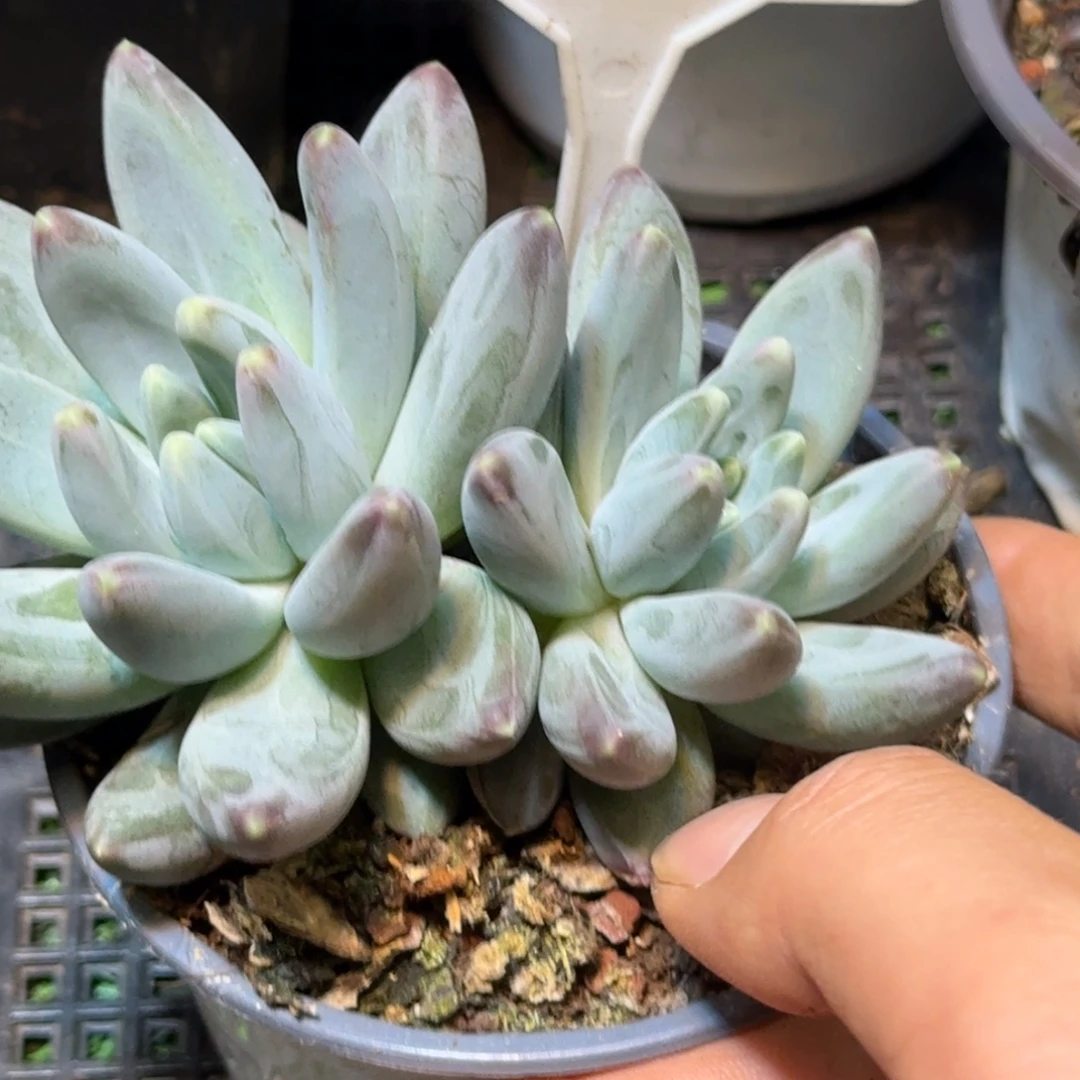瞌***o多肉植物雪戴粒639