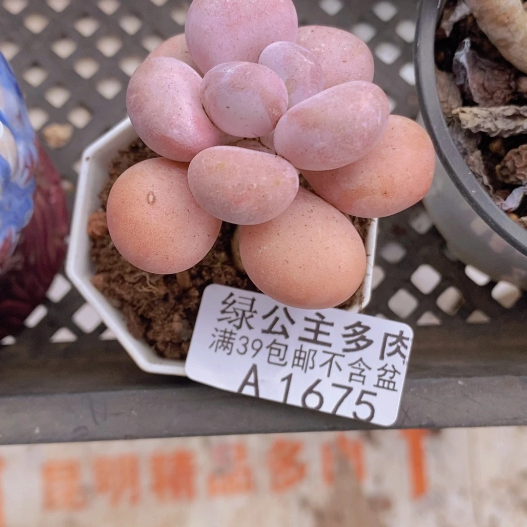 橙雪球单头1675多肉植物