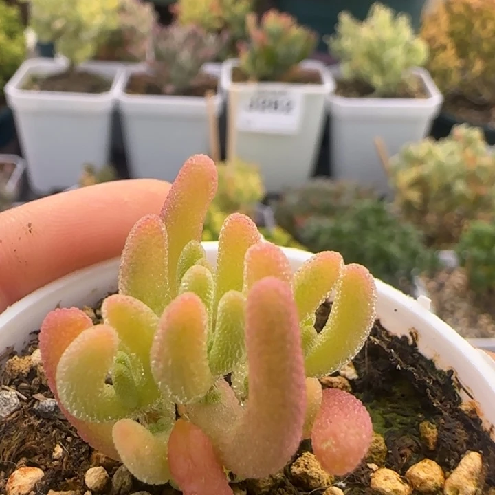 343-钻石黄锦植物枝干