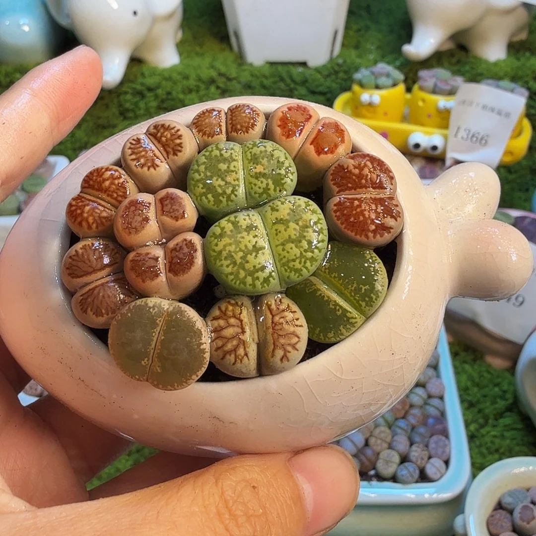 多肉植物福利款1473