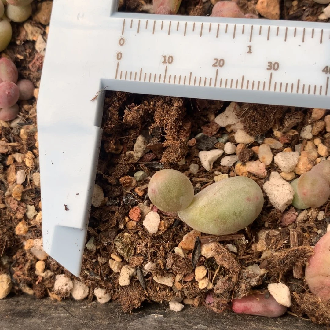 米可奶 精品韩国奶酪多肉