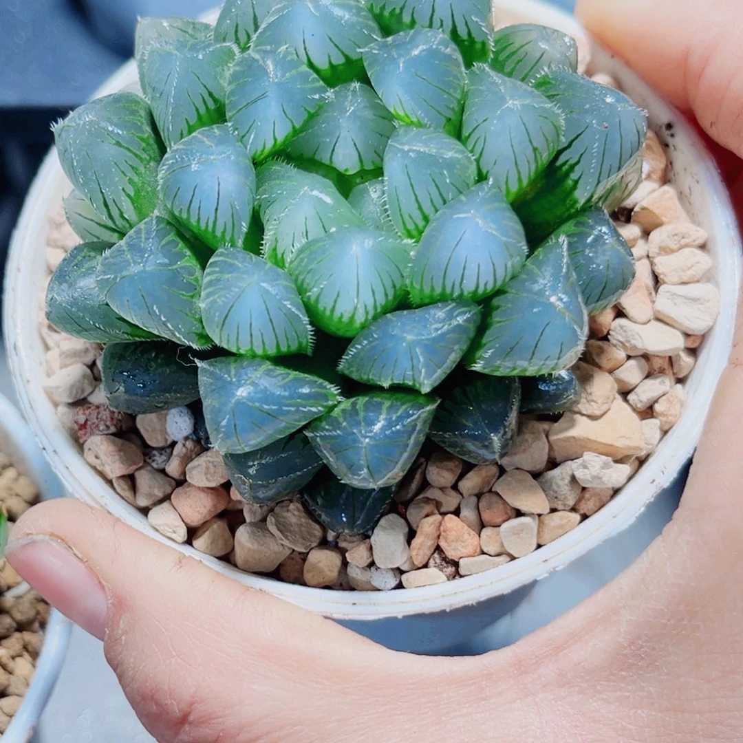蓝镜玉露多肉植物6666