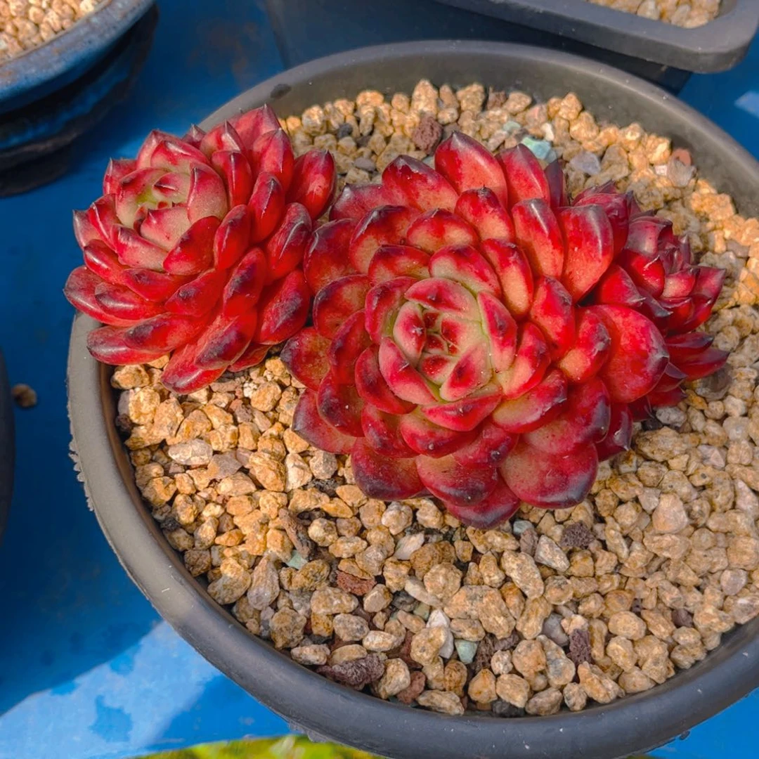 依***～多肉植物组合盆栽植物