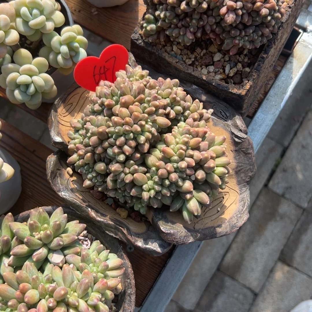 梦*?多肉植物一物一拍