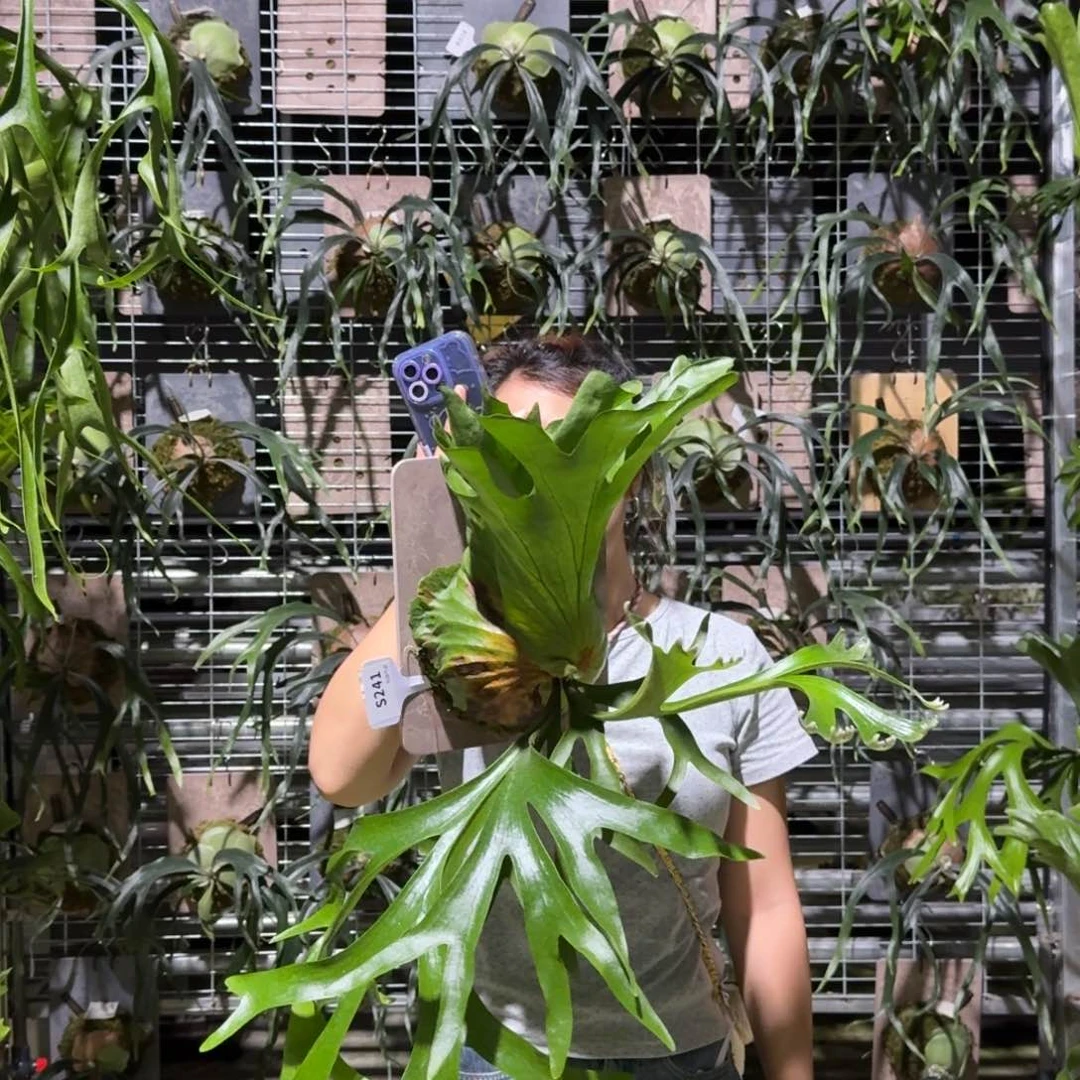 无花朵S241-皇冠鹿角蕨老脸微瑕打包有损
