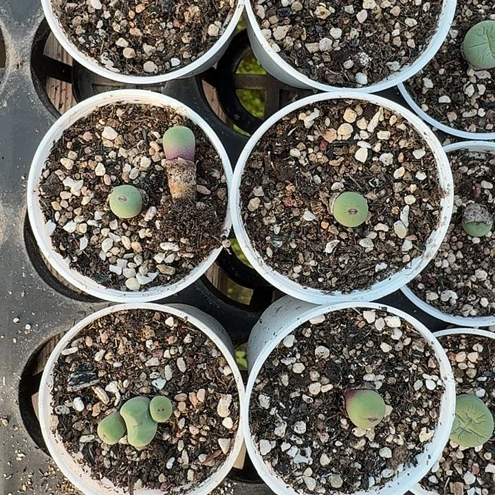 花***主老马生石花小红嘴999