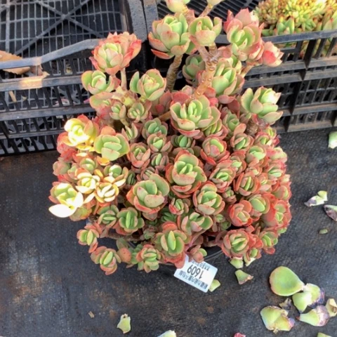 逆*1906火焰玫瑰多肉