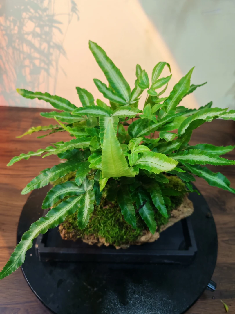 欧州凤尾蕨，居家首选特大号金钻绿植