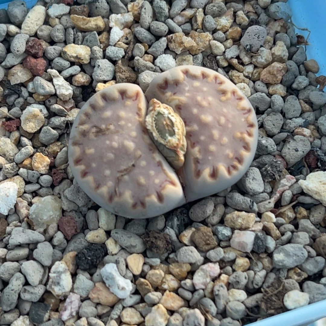 7861粉饼干一颗2.8