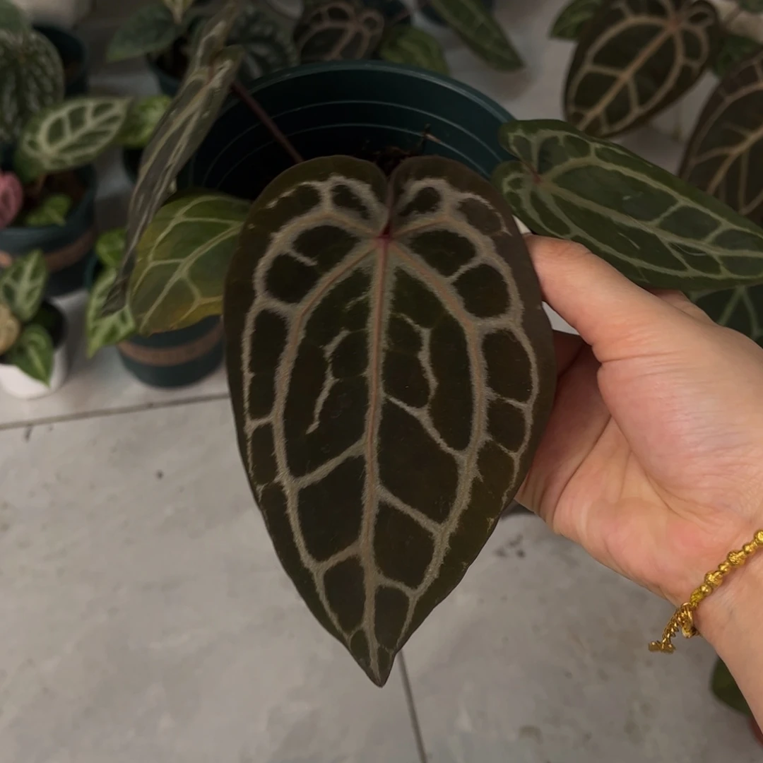 不开花植物nse（有身份证