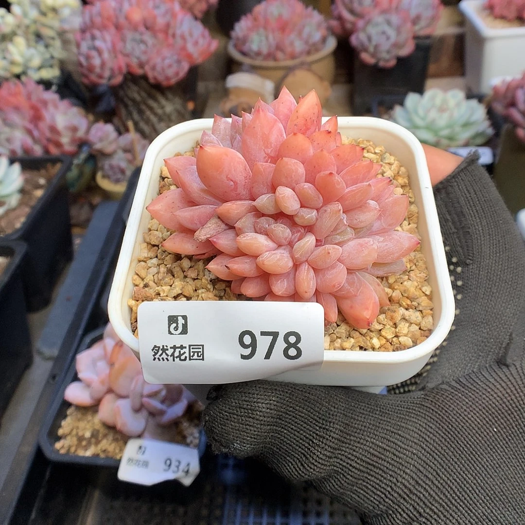 978雪天使多肉植物666
