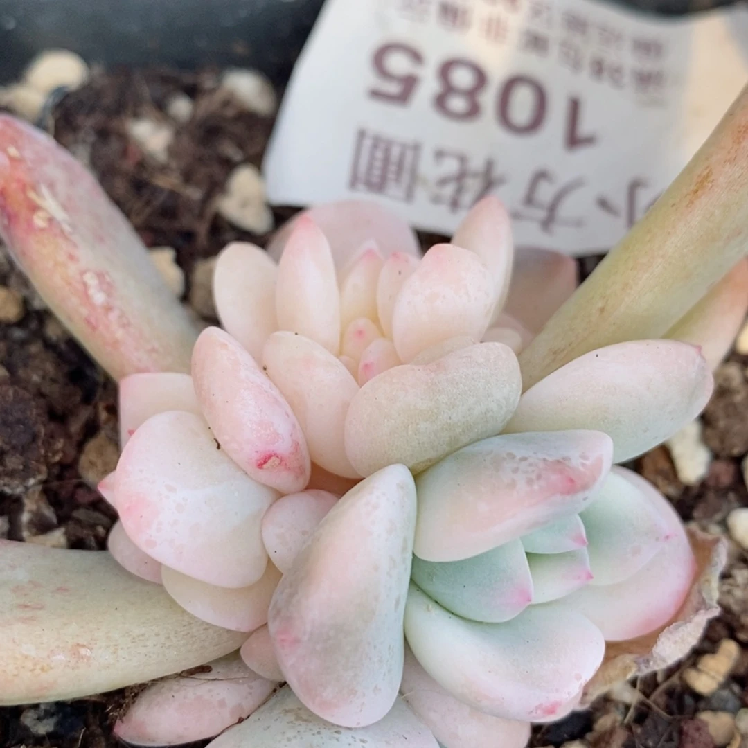 1085梦露锦    小方花圃一物一拍