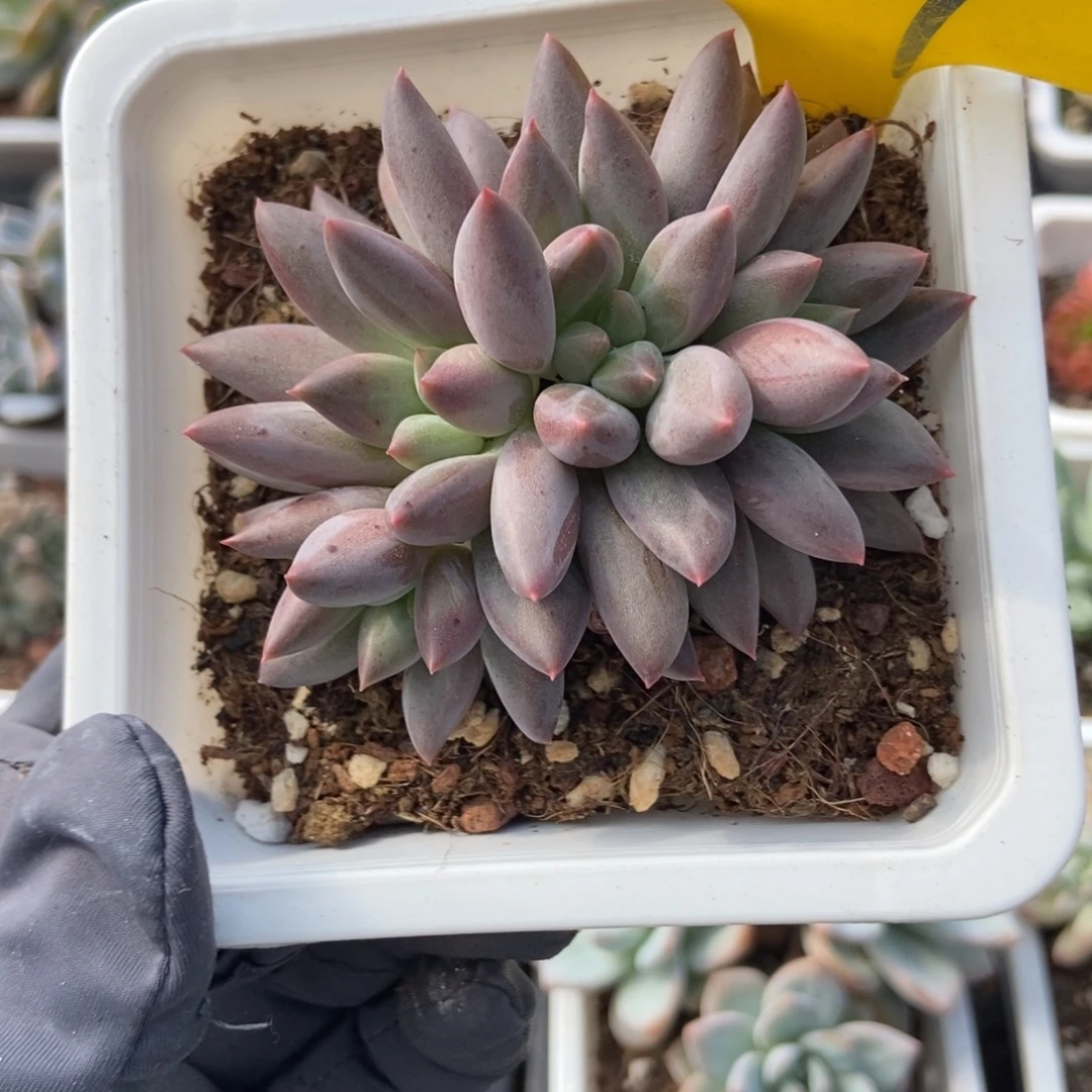909车厘子多肉植物保护