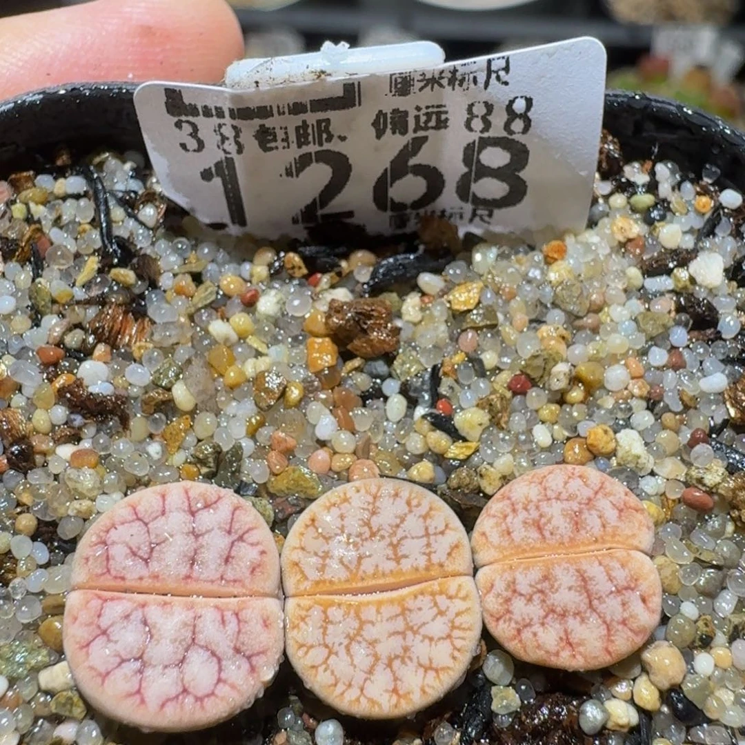 Ssss精品生石花1268