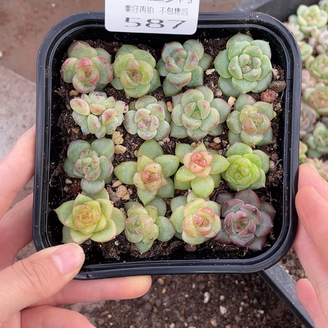 糕大上多肉植物587