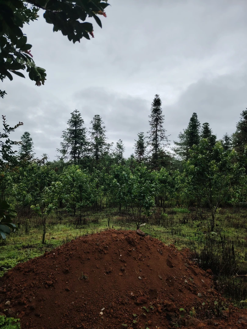 直播间专用链接居家摆件