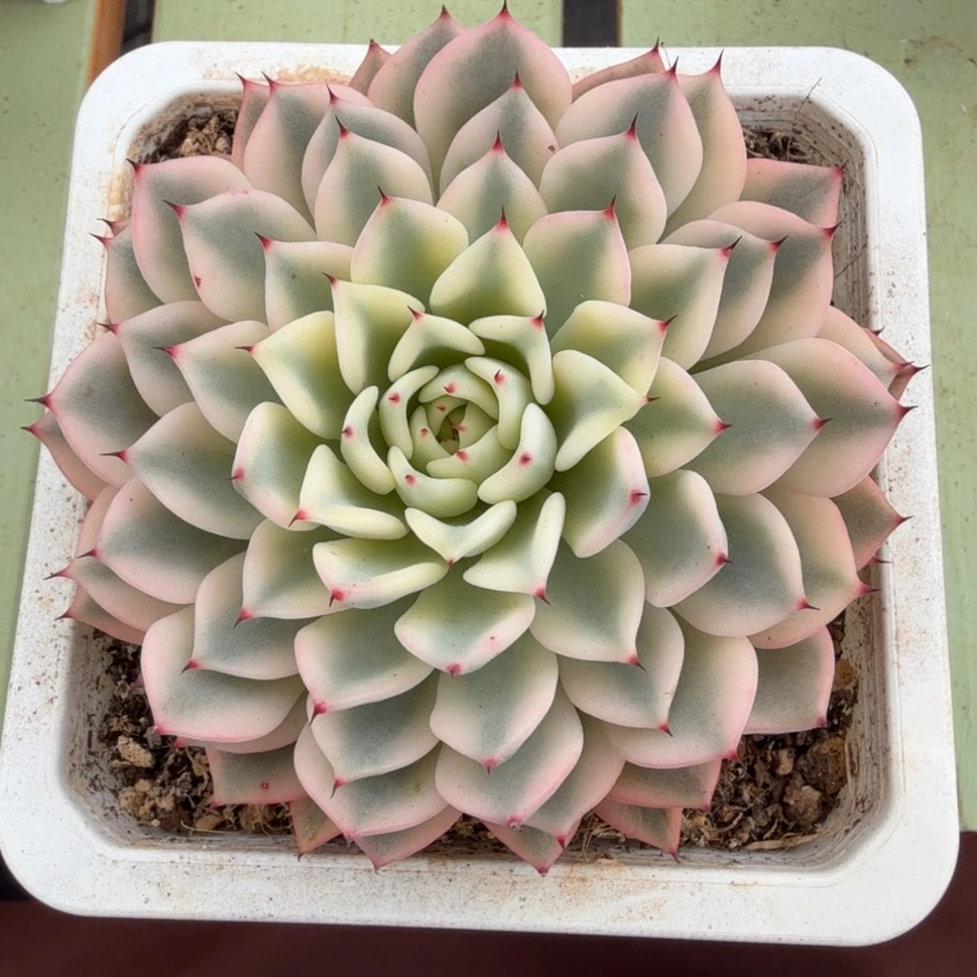 吉尔巴玫瑰锦锦上园艺一物一拍