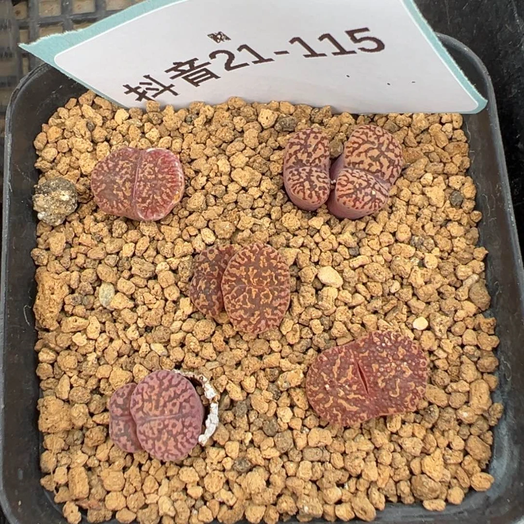 21-115肉锥多肉植物