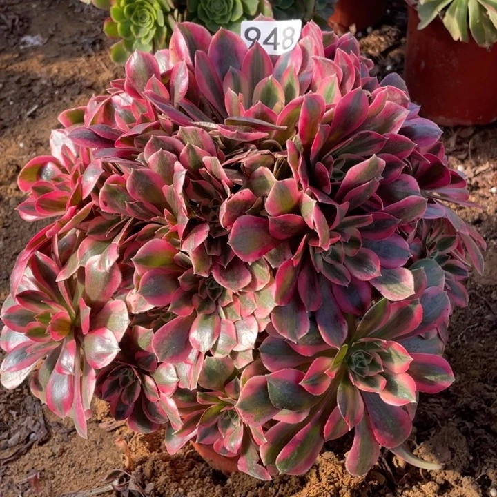 948女妖多肉植物的