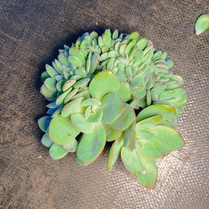 静姐寄养11111111111111111