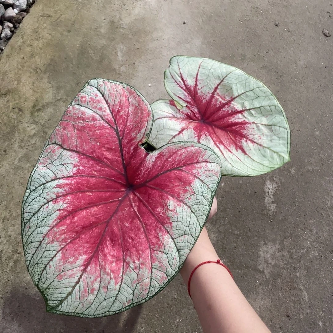 无花朵个体养定发货