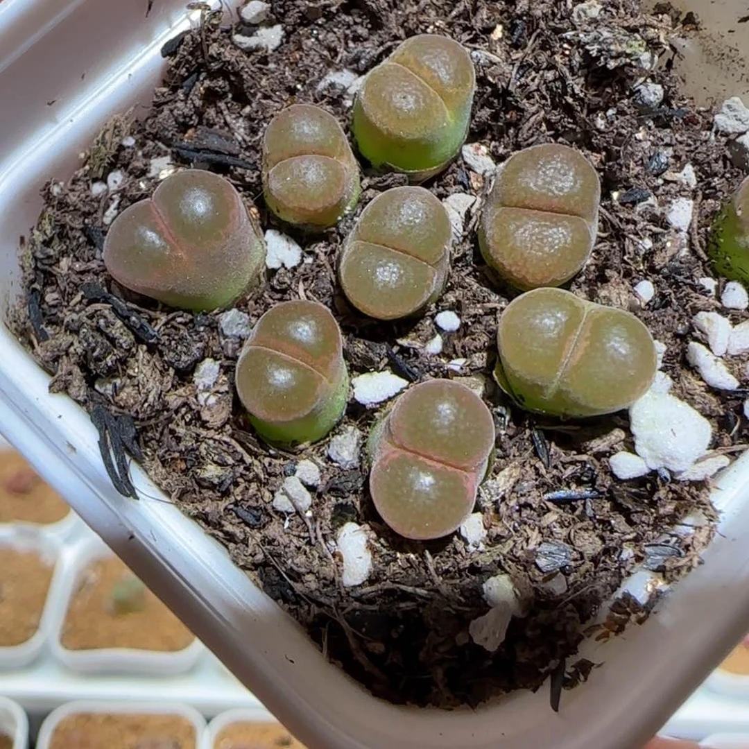 肉锥多肉好看好看-福利82一盆