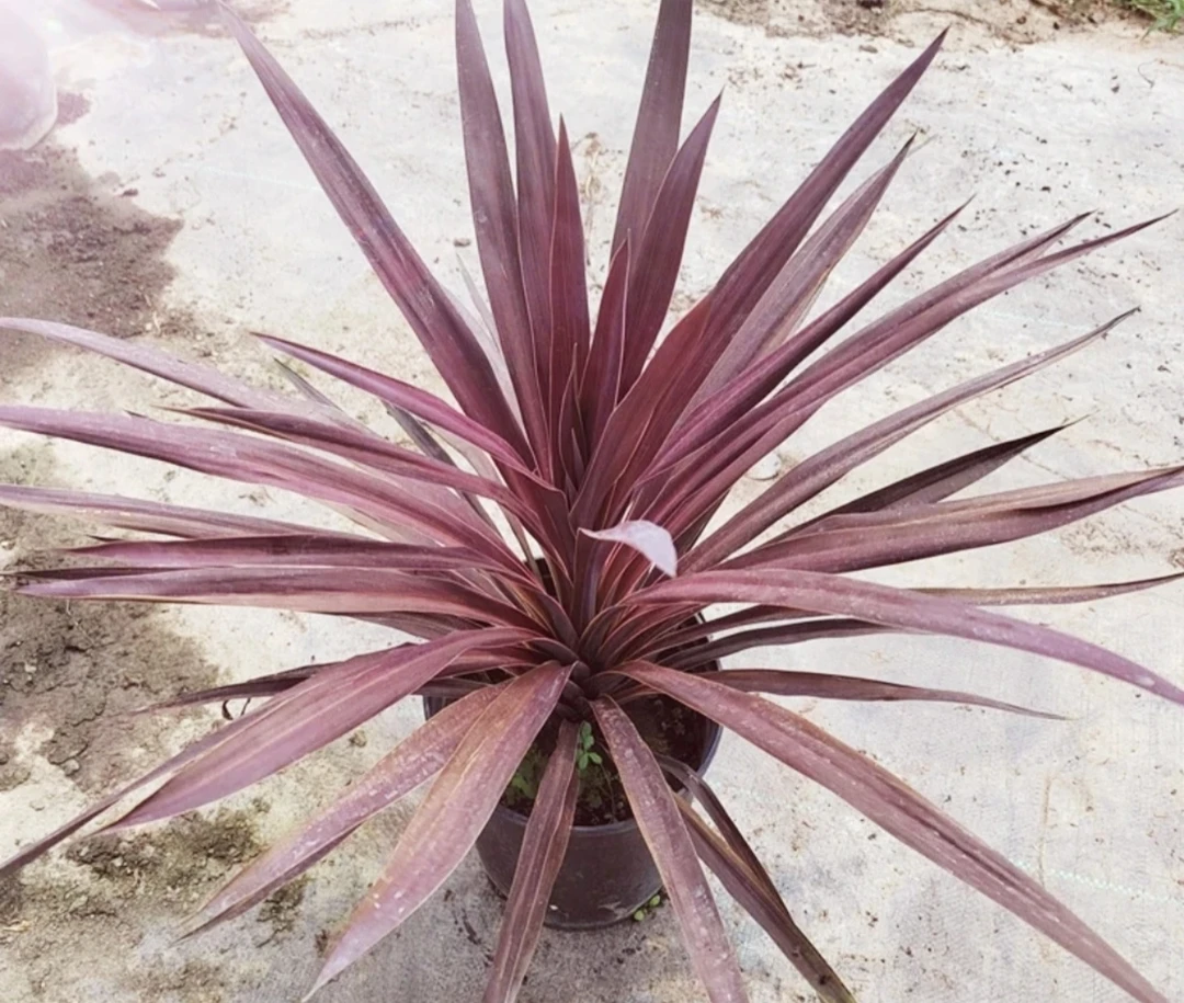 澳洲朱蕉斗牛士彩叶盆栽耐干旱喜阳光庭院阳台观叶植物