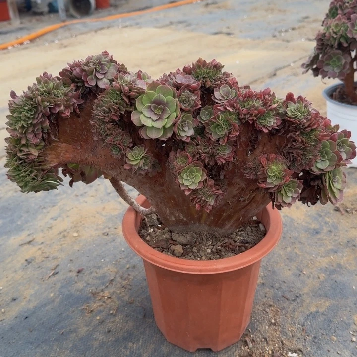 特特特特特特1776