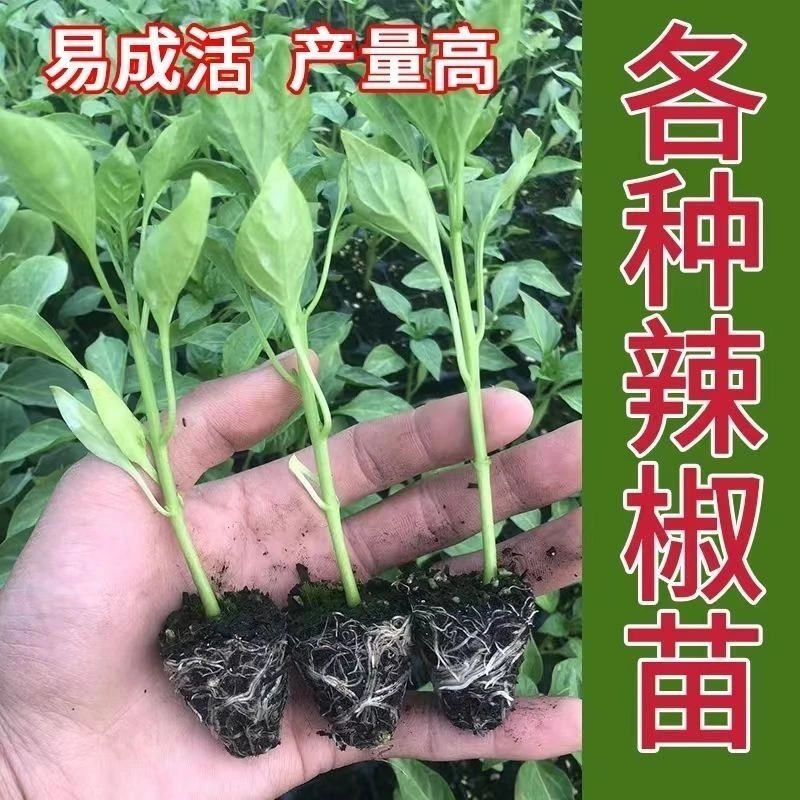 螺丝椒苗辣椒苗高产香辣椒苗辣椒种籽带土薄皮椒秧苗大果辣椒秧