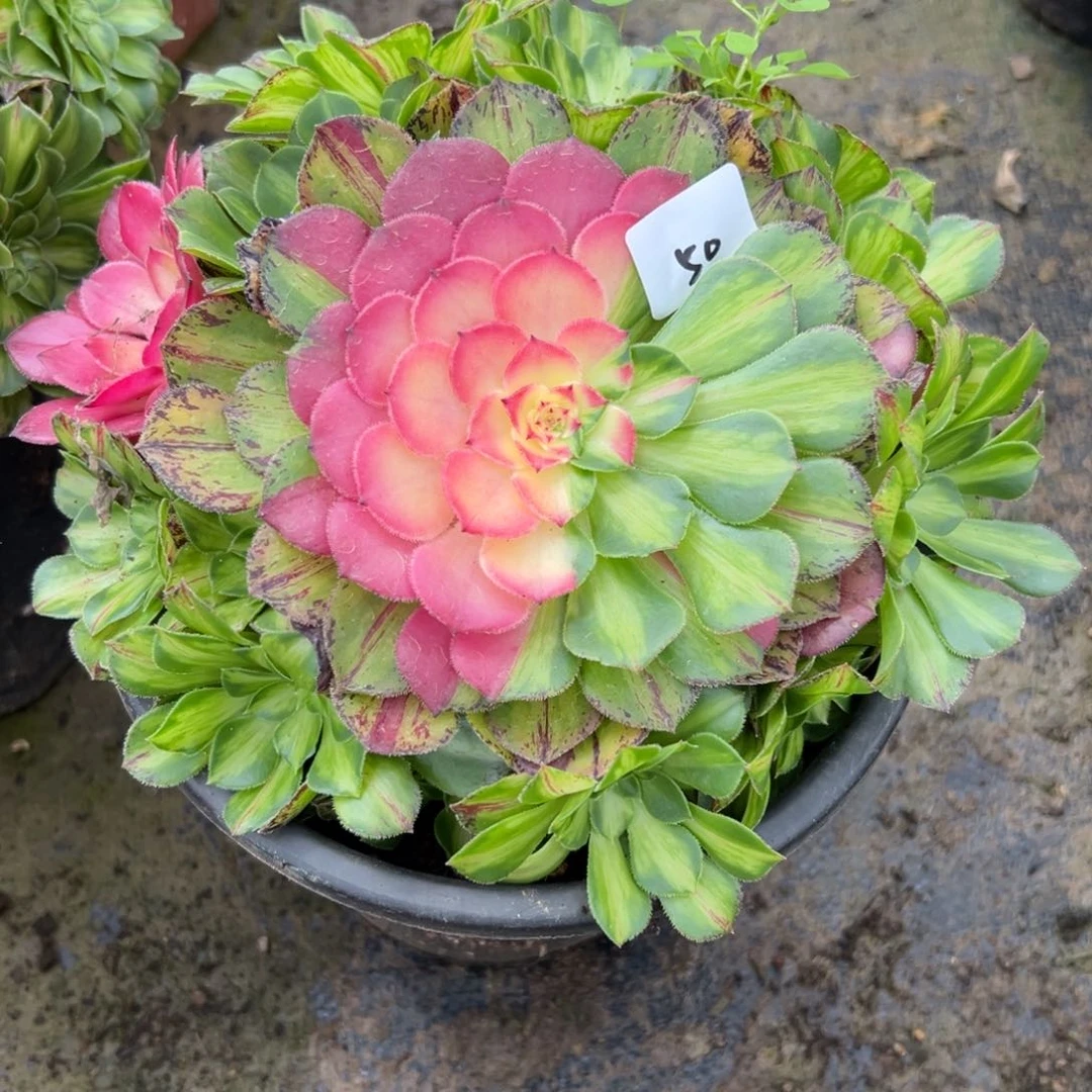 50知否多肉植物系