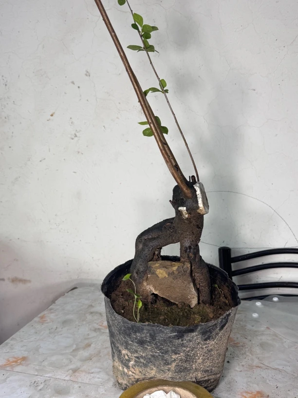 抱石老鸦柿一物一拍【秒杀价先到先得】（顺丰到付）