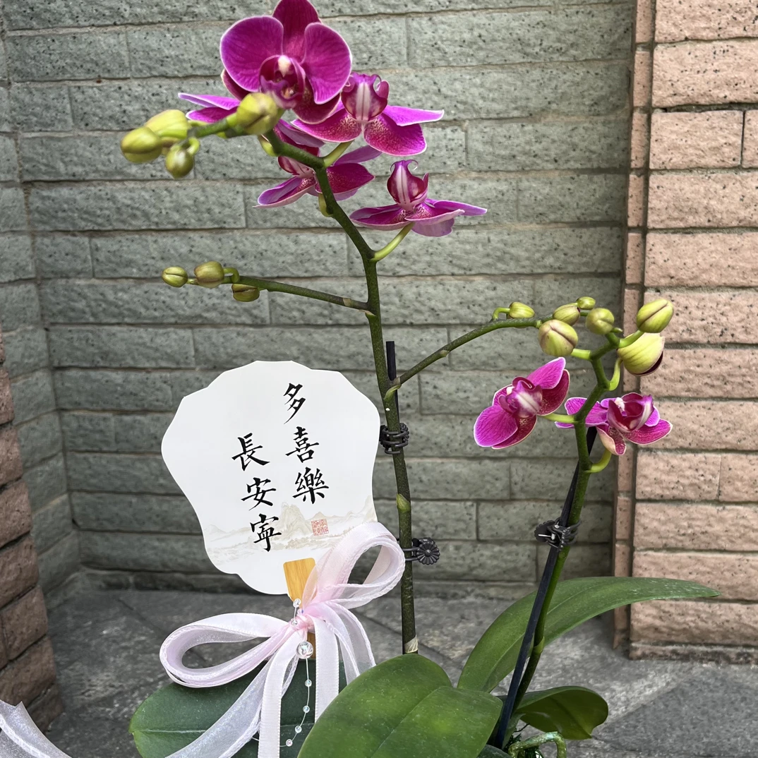 幸福招来2剑蝴蝶兰带陶瓷瓶同城配送