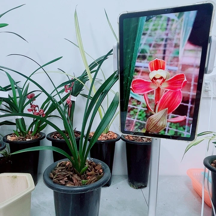 寒兰红梅龙头子母带花苞