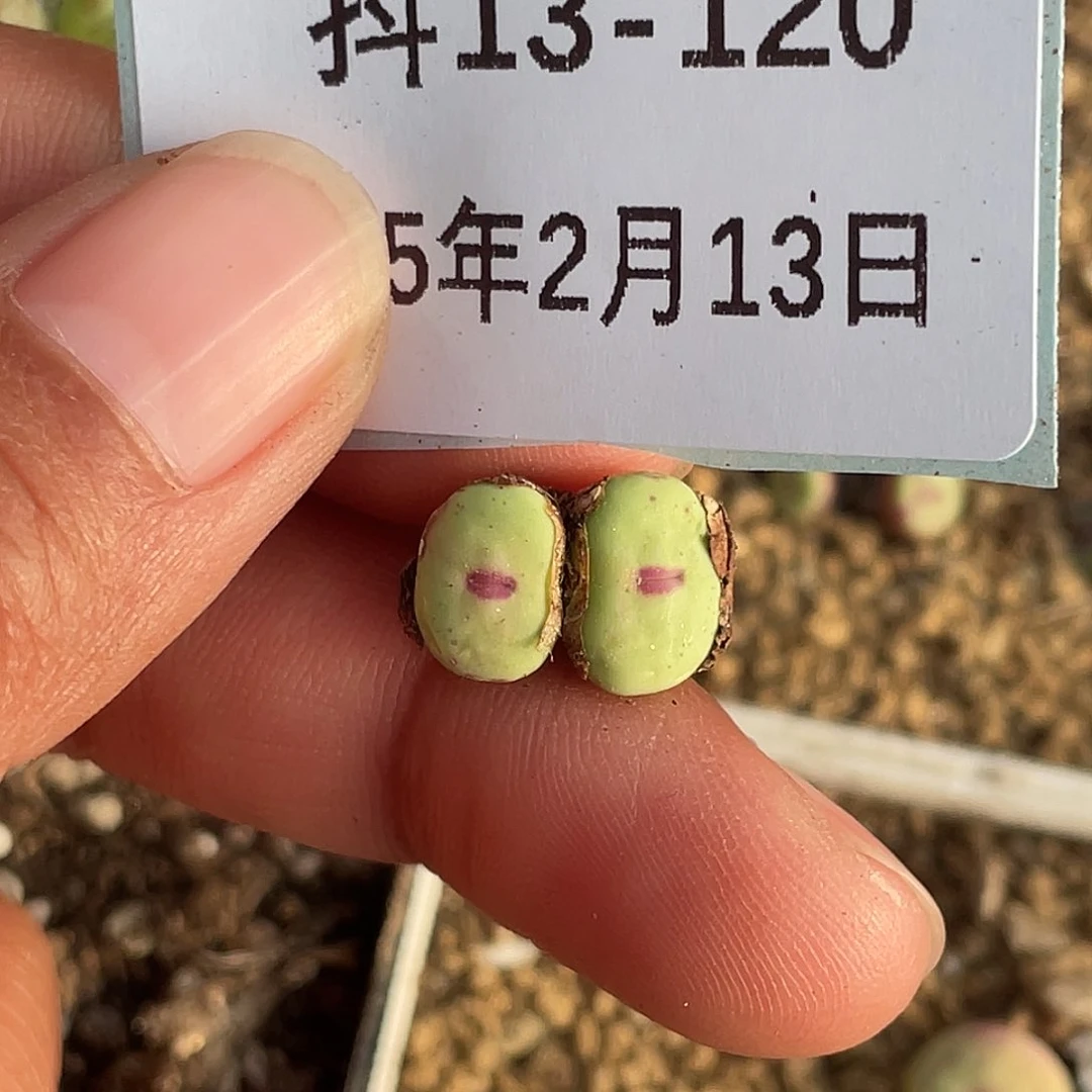 璇*13-120肉锥多肉植物