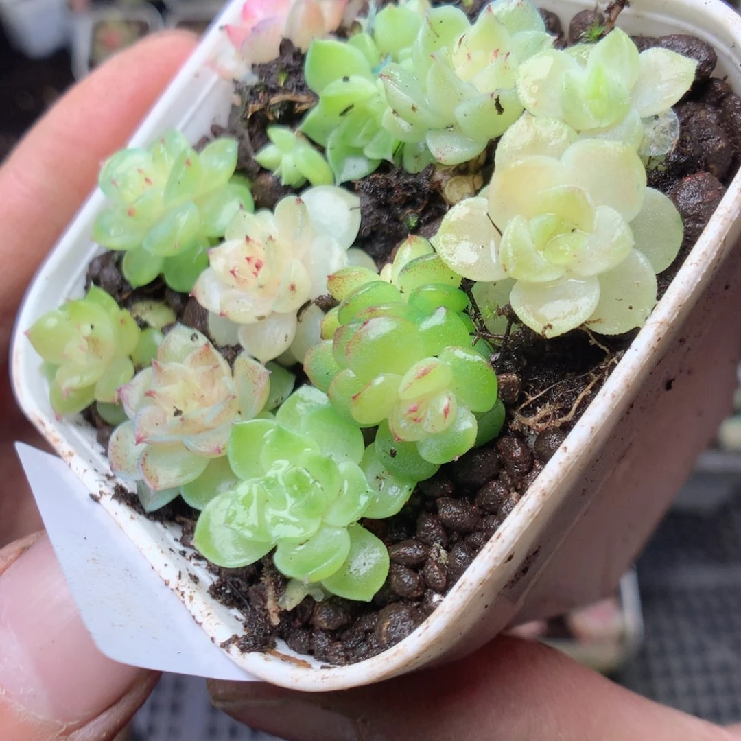 无花朵Q56yyyyyyyyy