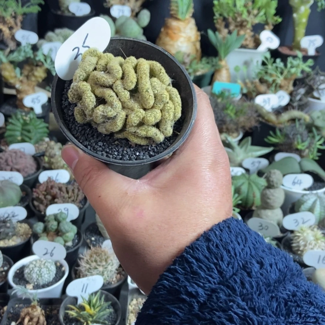 金妞缀化一物一拍