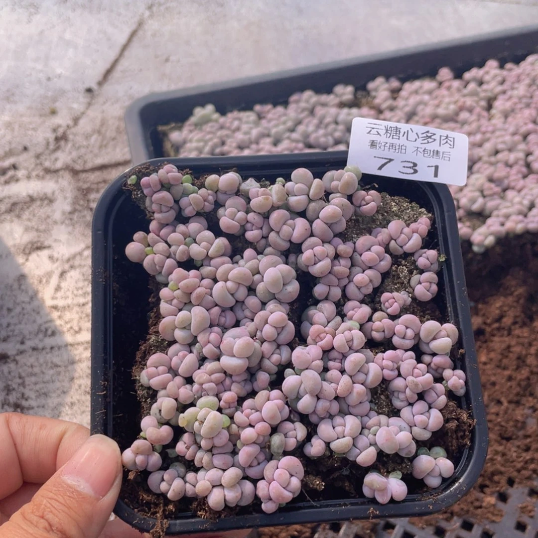 云糖心多肉植物731
