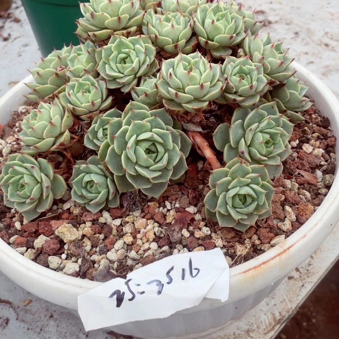 ?****?本吧，3516一物一拍