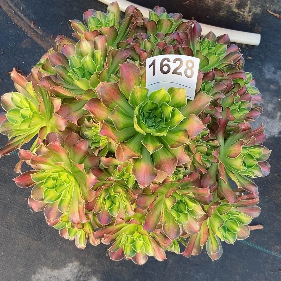 红陶1628韶华4多肉