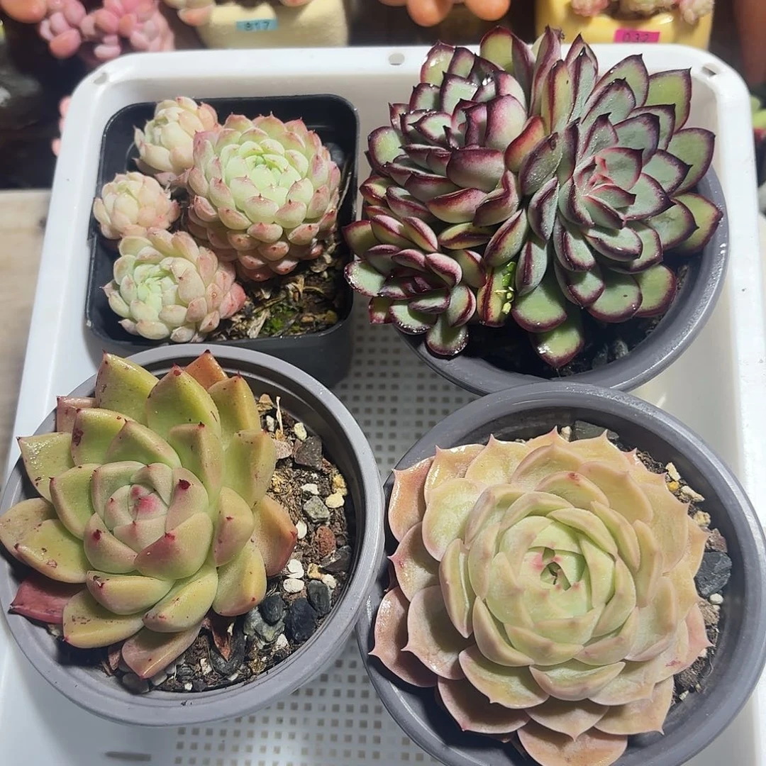 框拍4颗莲花座多肉19.8