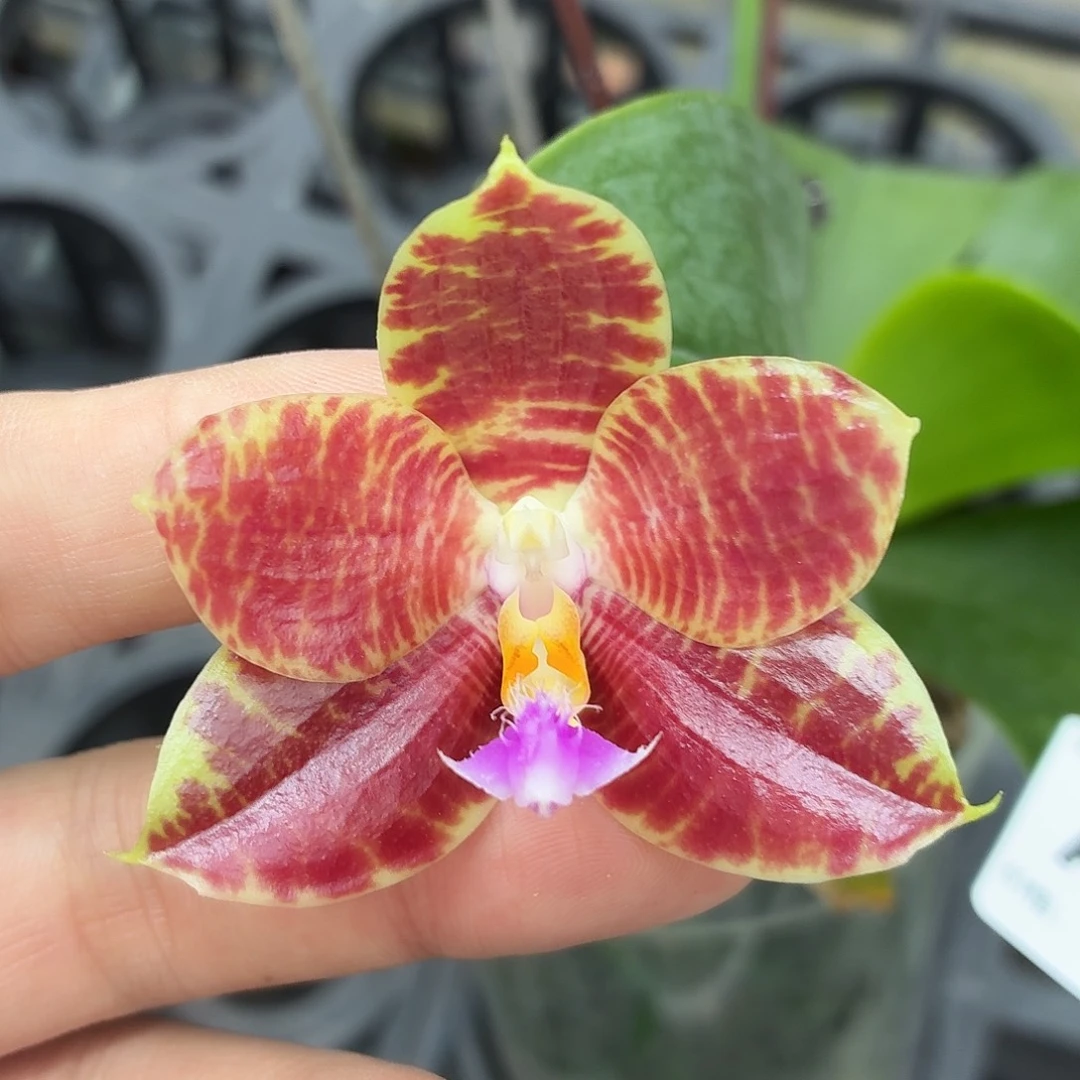 当前无花朵，栽培后可花朵A5468yss1149
