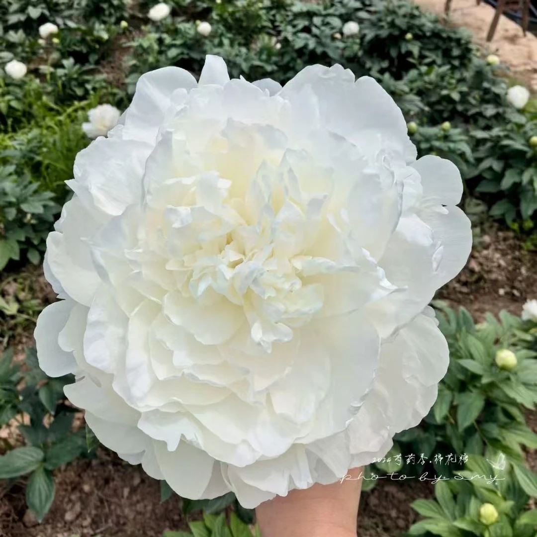 【进口芍药种苗-棉花糖】白色晚期 庭院种植 秋季裸根发苗 包对版