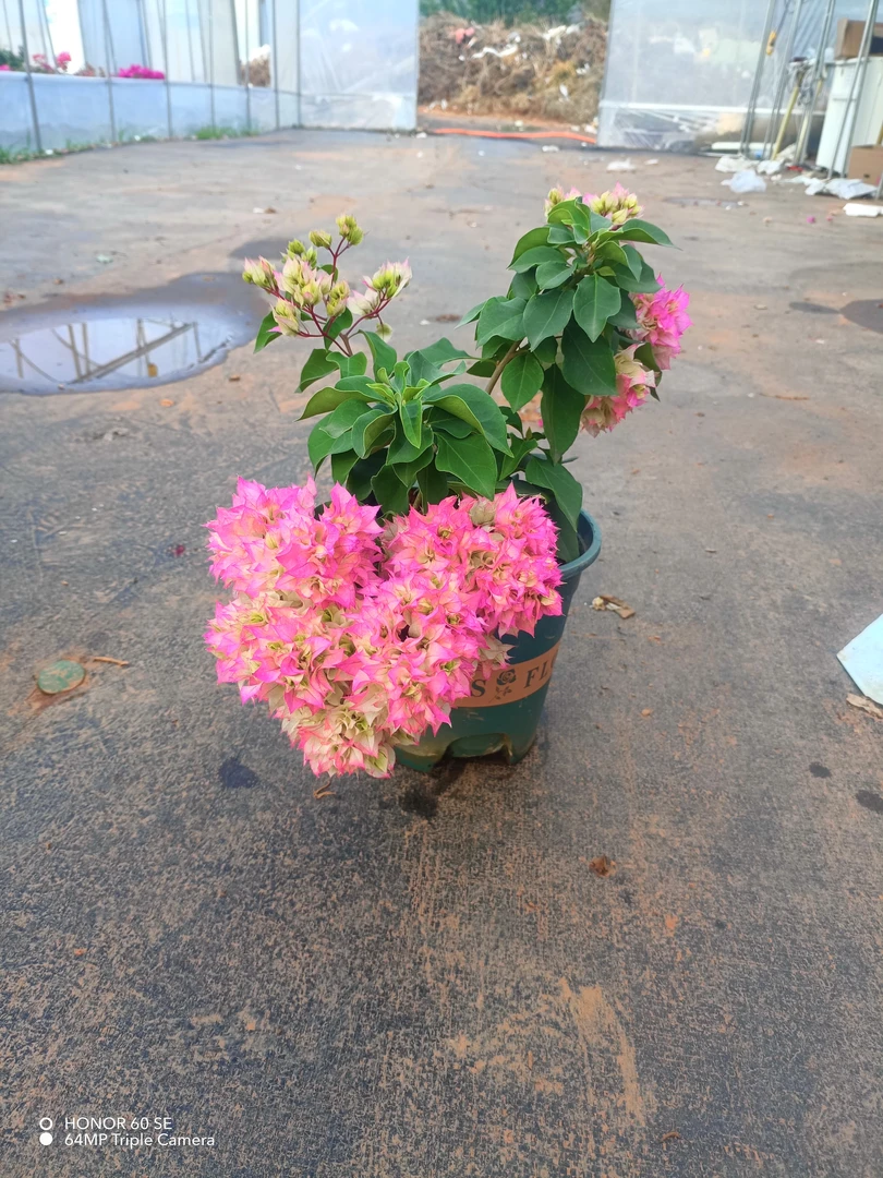 【怡景】蓉姐花卉三角梅运输途中掉花落叶实属正常介意勿拍