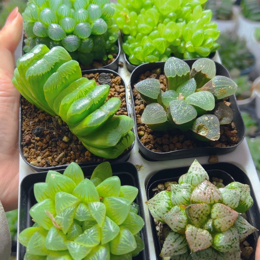 新人套餐玉露潘多拉魔盒