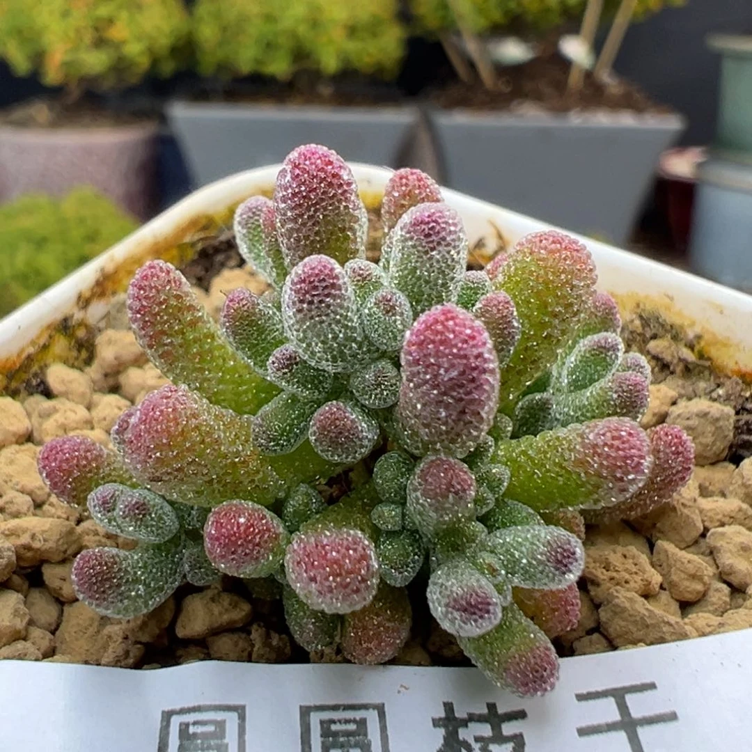 dy5439实生紫冰晶冠幅3cm