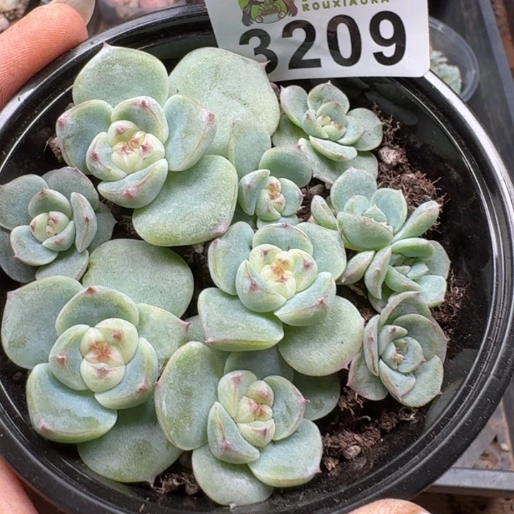 多肉植物多肉植物