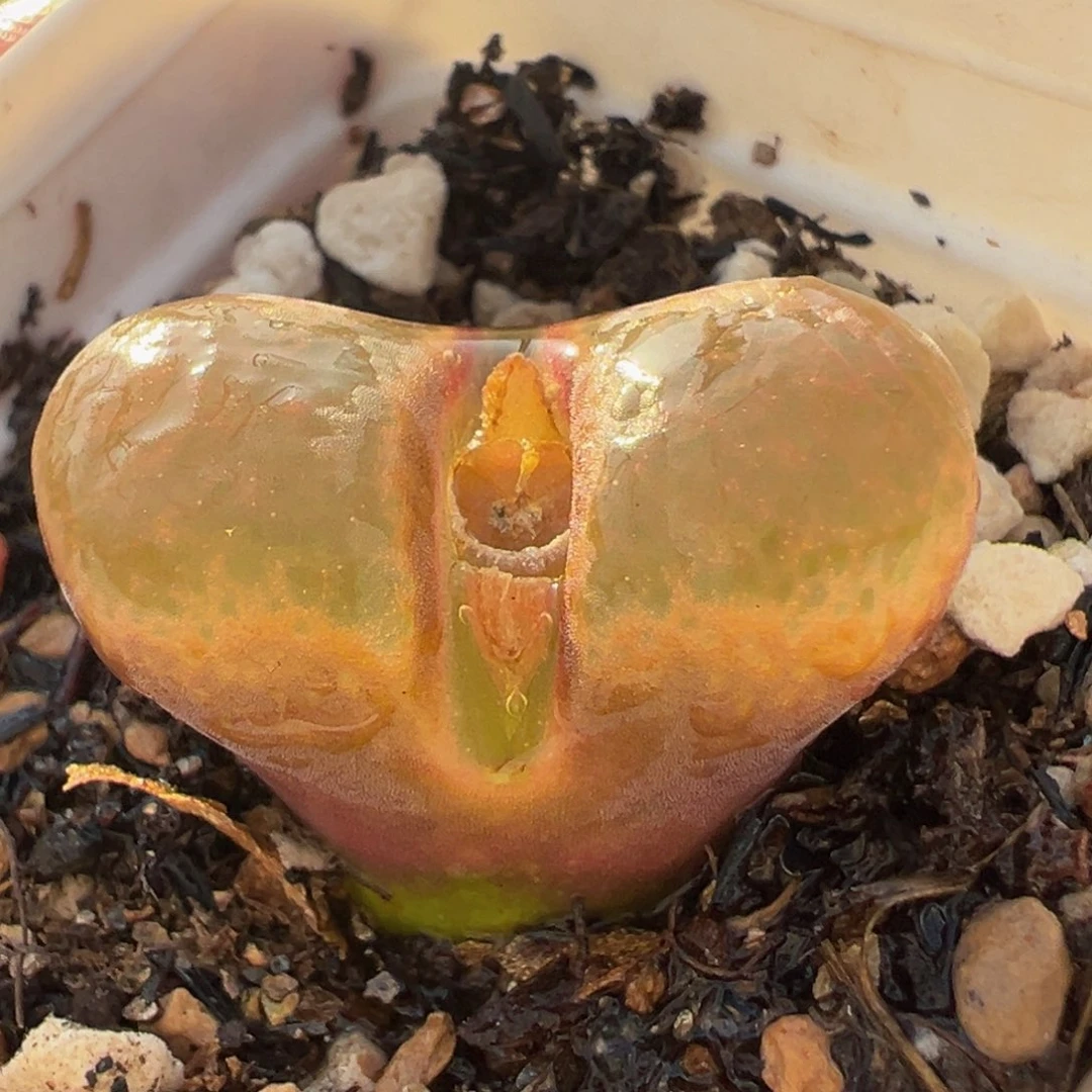 极窗红风铃多肉植物